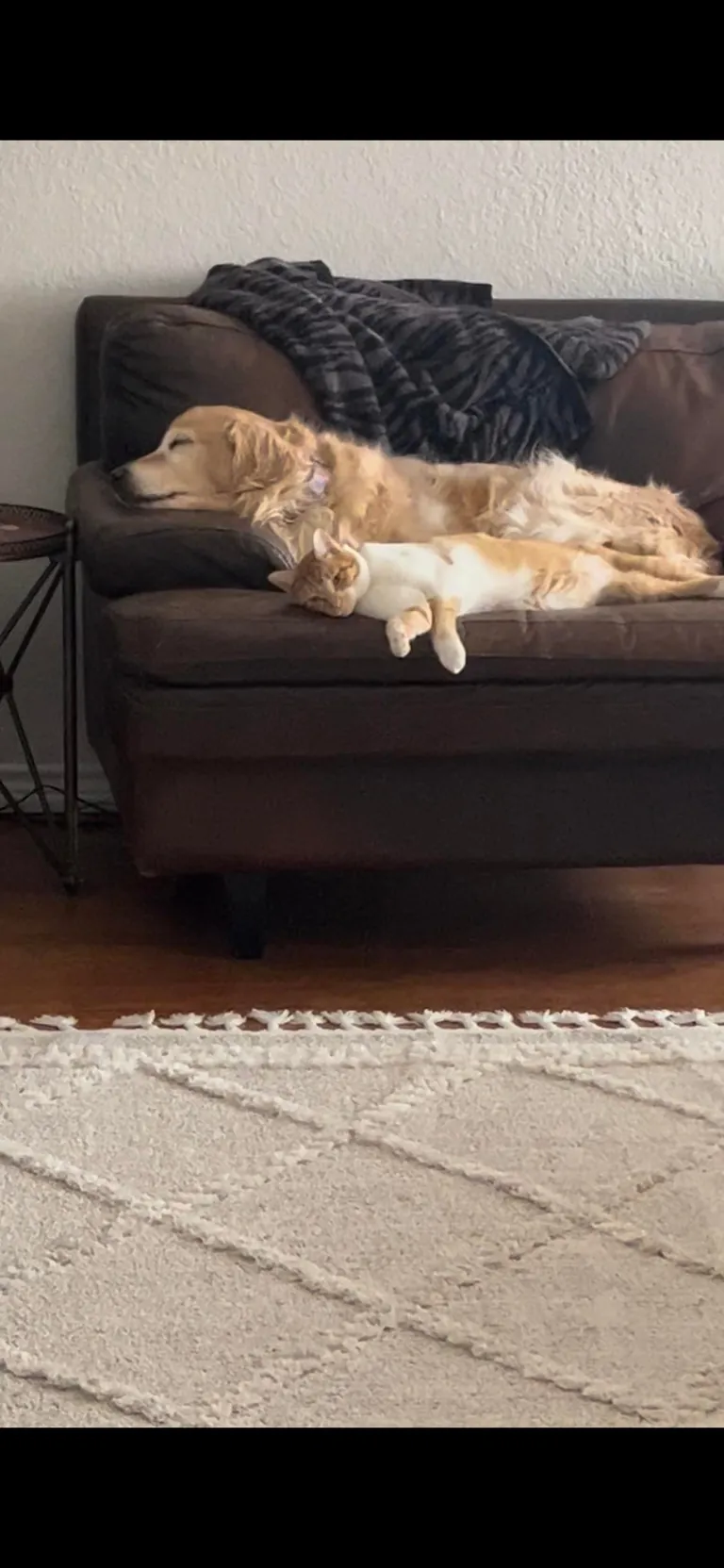 JimJim loves his Clover dog