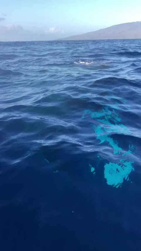 🔥 There's a whale down there!
