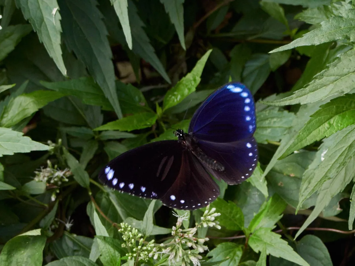 Taiwan - dense beauty