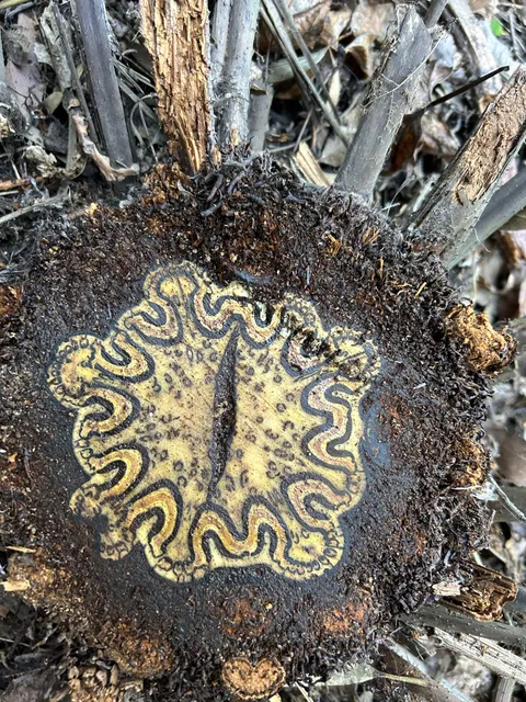The inside of a Tree fern