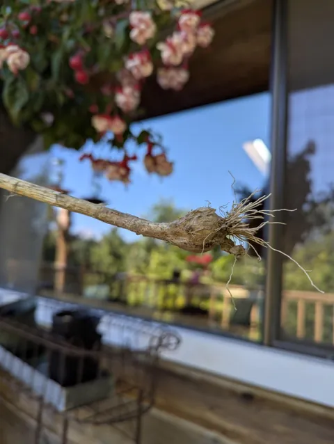 Resurrecting my dad's lost garlic variety after 40 years. More in the comments.