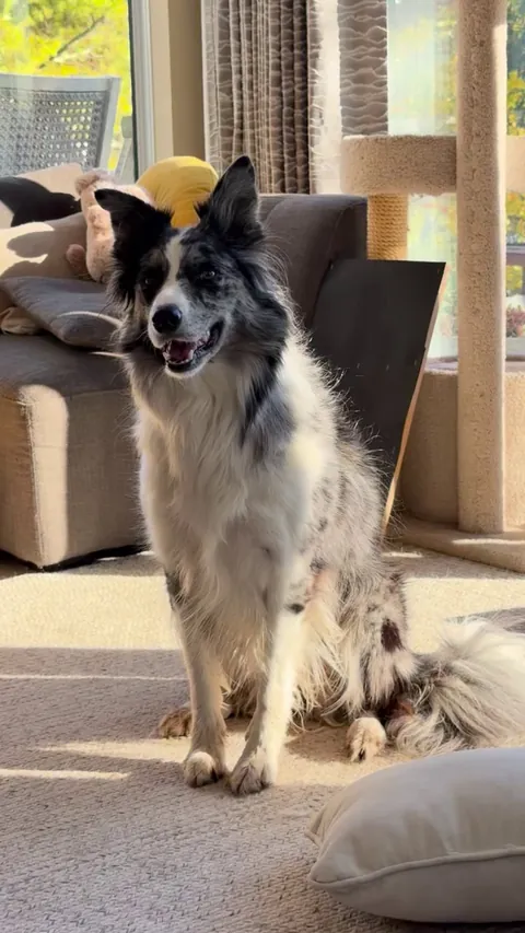 Head tilting champion