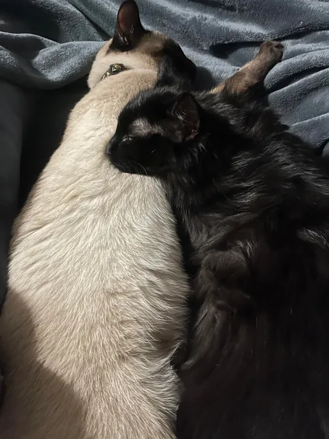 Found her living in the woods 