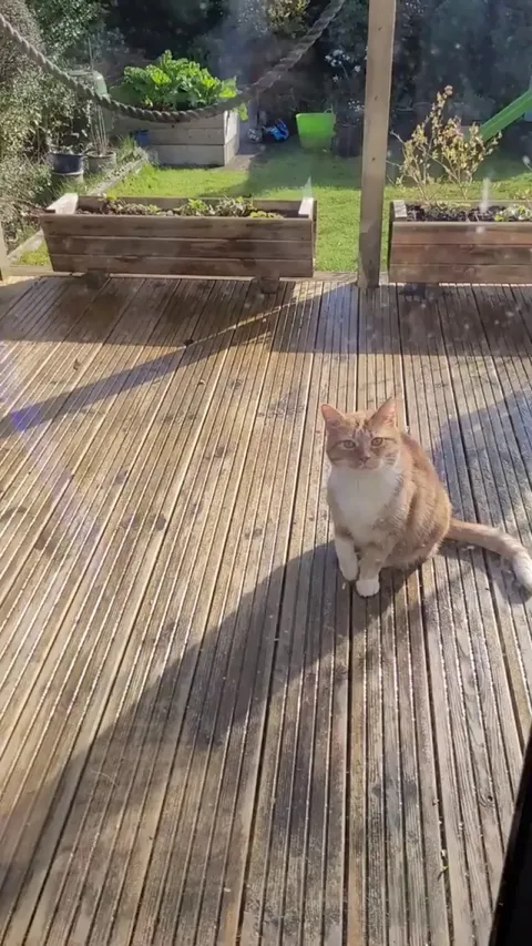 Fake Injury = House Entry