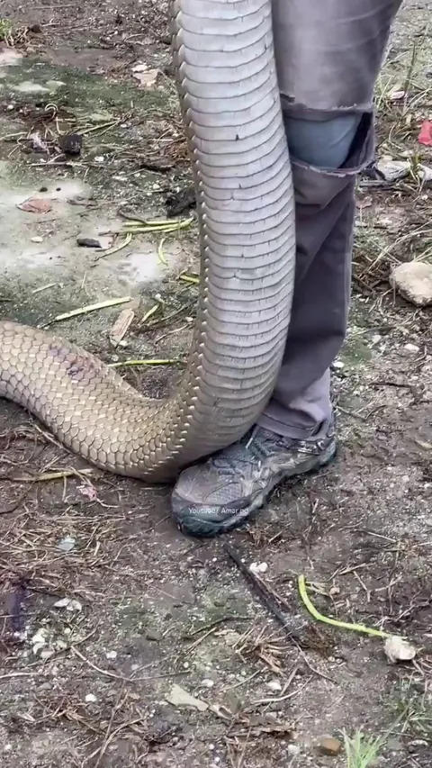 Size of a King Cobra