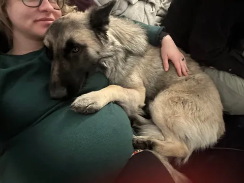 As requested heres a slew of photos of my found stray Kai Guy 😜(not sure breed mix?)