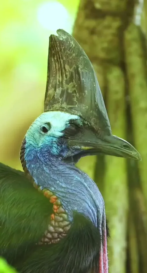 🔥Casuarius casuarius (Southern Cassowary)