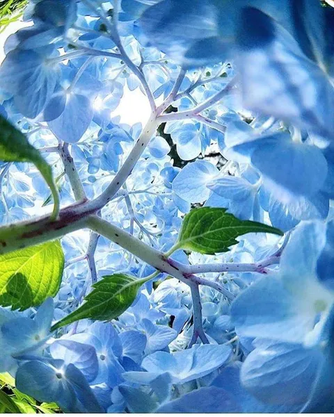 🔥 inside a hydrangea