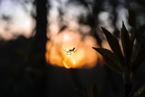 A spider in a sunset