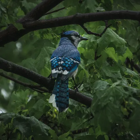ITAP of a blue jay