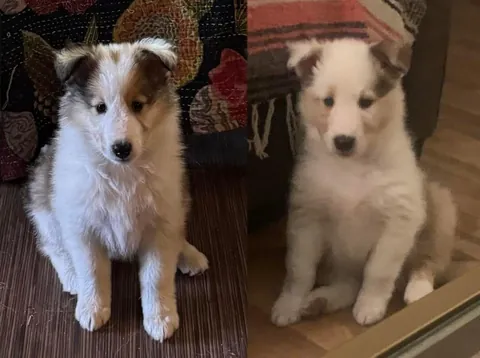 I’m adopting my dogs twin!?