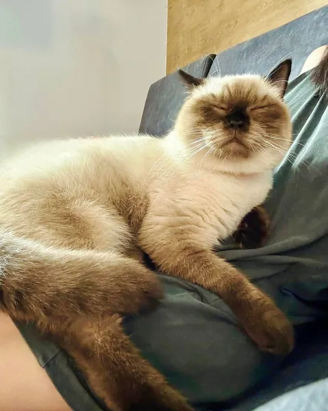 Once the sickly kitten nobody wanted. Now my beautiful child.