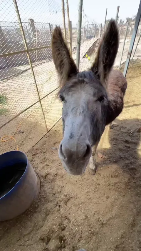 Just some of our rescue donkeys at our sanctuary. Living their best lives, safe, loved and never having to work again