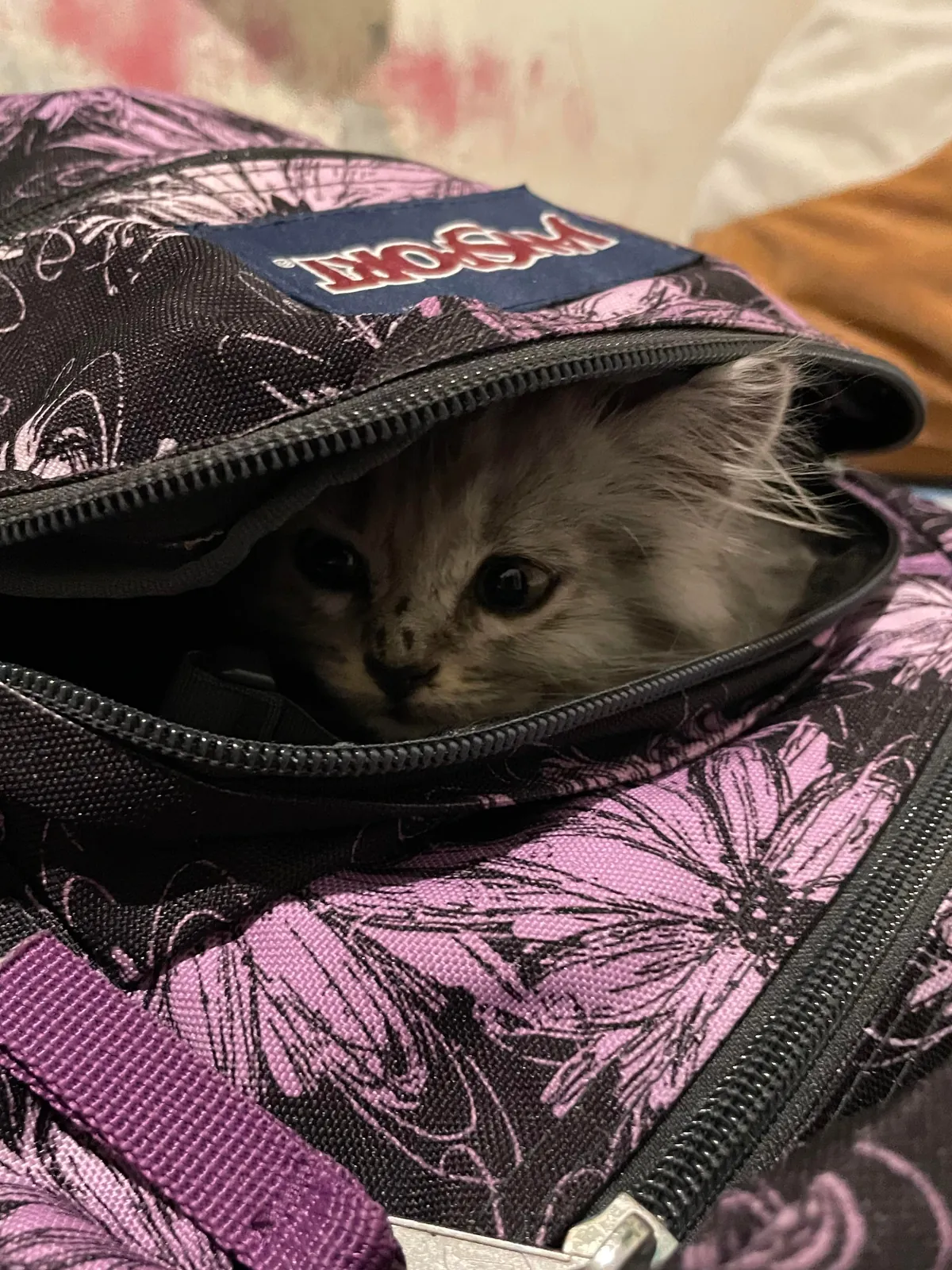 I was scared when I couldn’t find him, turns out he just went inside my bag😂 istg he’s so cute!