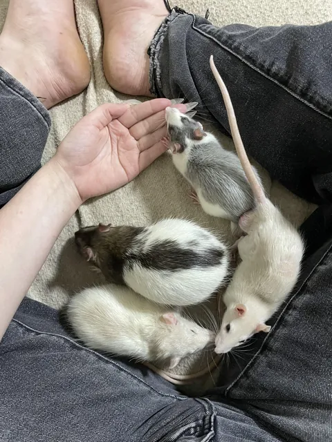 what is the cutest thing your rats does to you?
