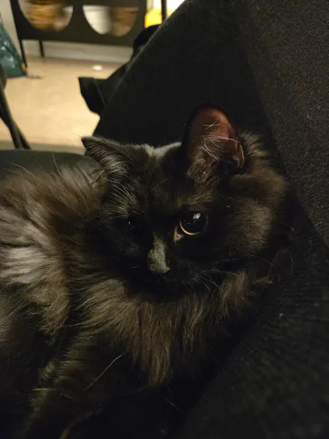 Coming home from work to this furball makes it all worth it.