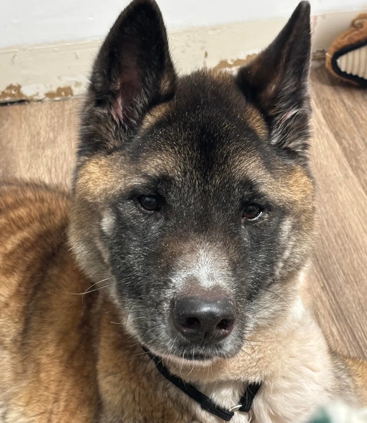 Update on my Survivor