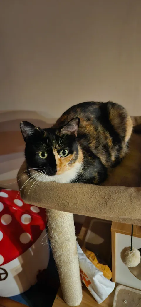 My girlfriend says im obsessed with my cat cause i takes too many pictures