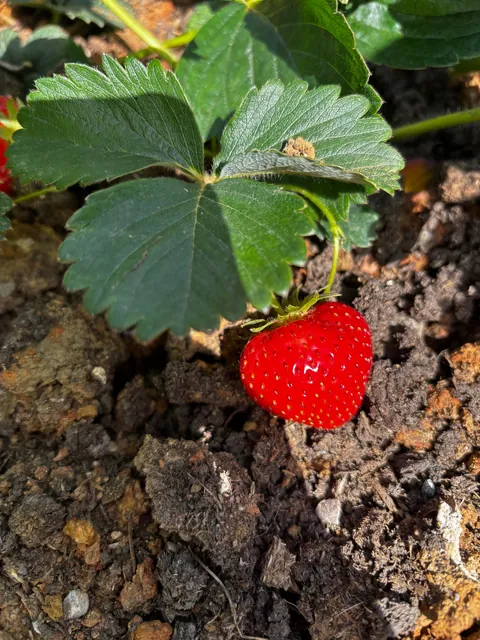 Our beautiful strawberries 🍓