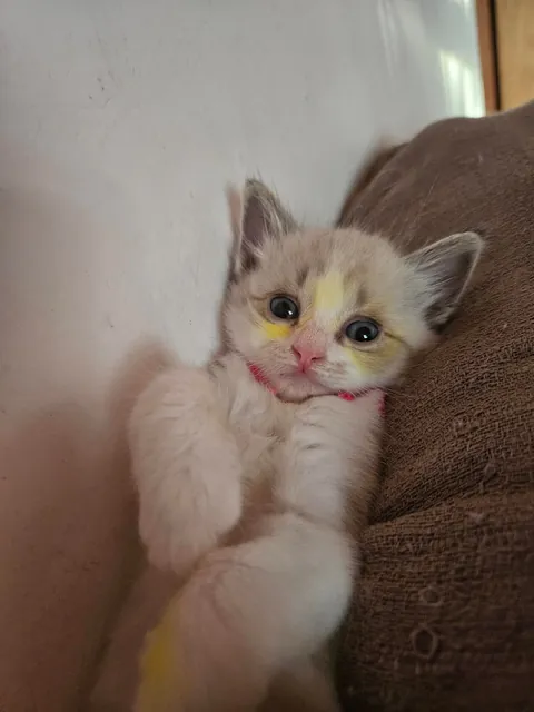 Today marks one year since I adopted Mabel. I wanted to share her Journey with you all. She's doing great!