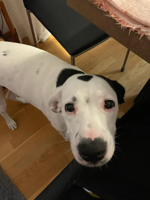 Wilma wanting pets from my highly allergic bf