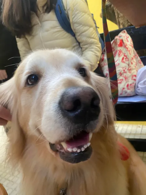 Our teacher surprised us all bringing her dog to class. Made my day!