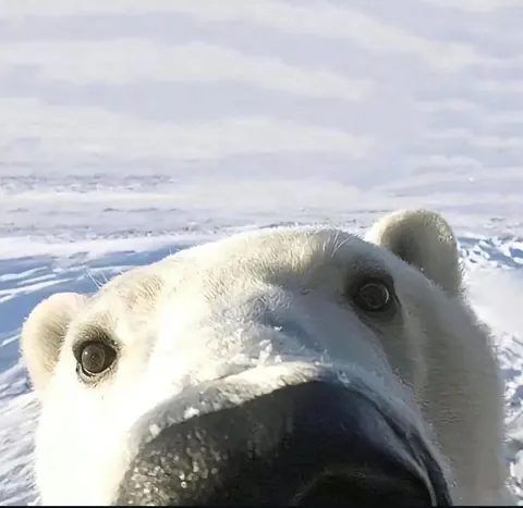 🔥 Bear Selfies 🔥