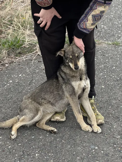 A stray doggy joined us during our walk