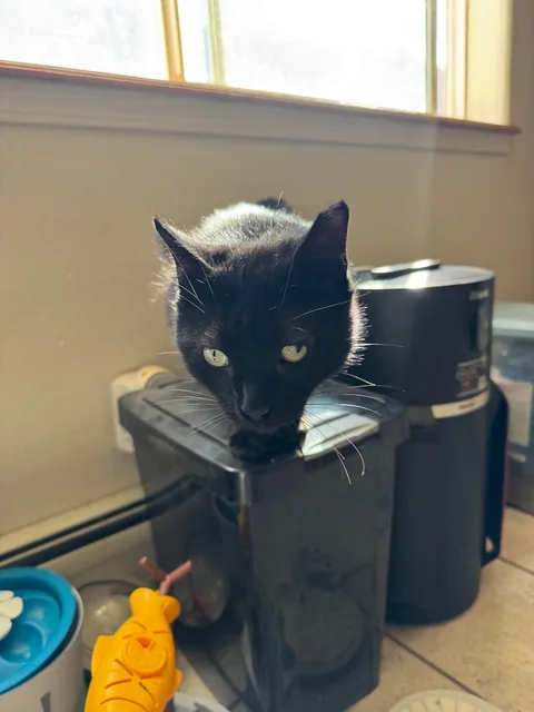 This is Guts. I recently got him from a rescue. He has a wonky eye &amp; a cropped ear.