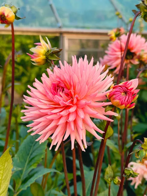 My Fall Garden 💚🌸🧚🍃🍁
