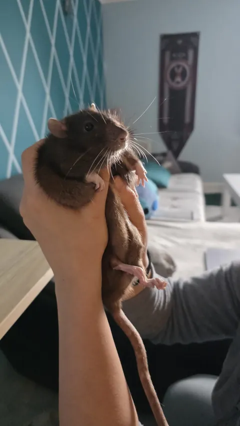 This is Loup. He is best potato.