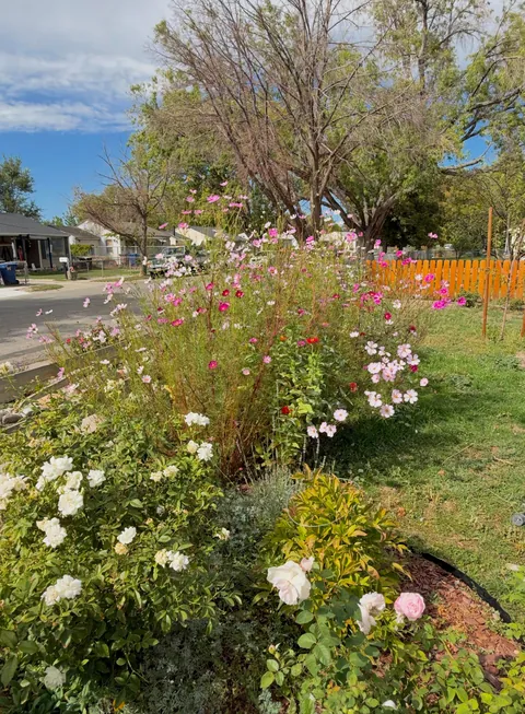 First time planting Cosmos