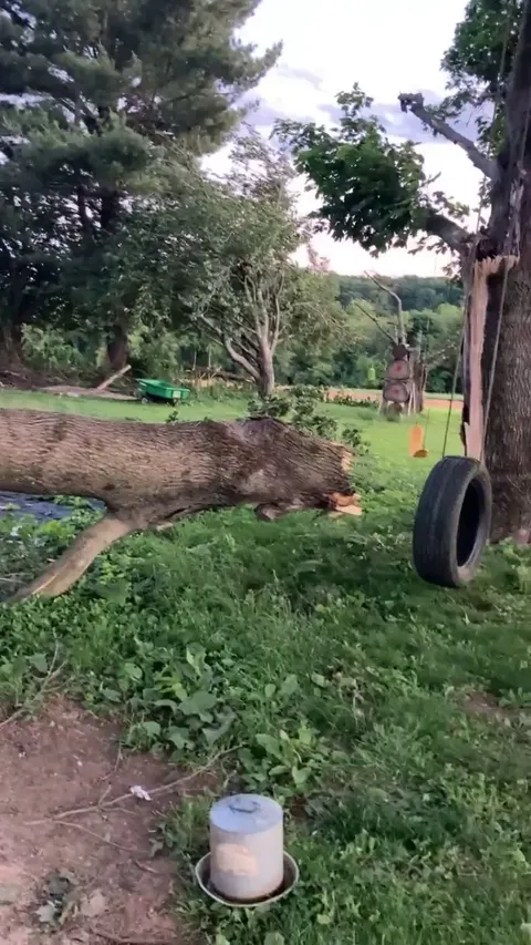 Biggest cat tree she has ever had!