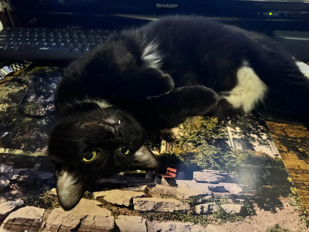 Is it normal for a cat to lay right in front of you and turn belly up?