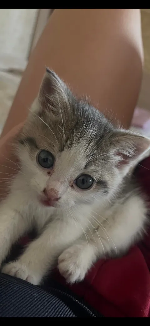 My daughter found this kitten outside, cold, hungry and with sick eyes… look at him now ❤️