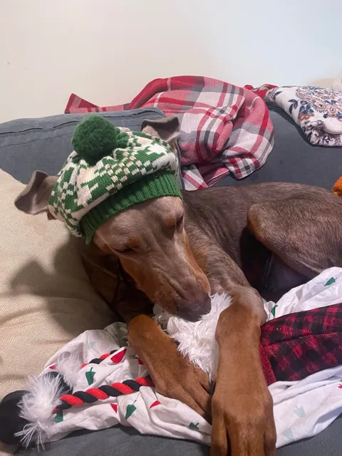 I bet you’ve never seen ears like these before!