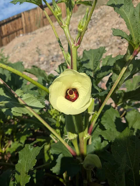 What's a plant you grew for its fruit that you find has a beautiful flower?