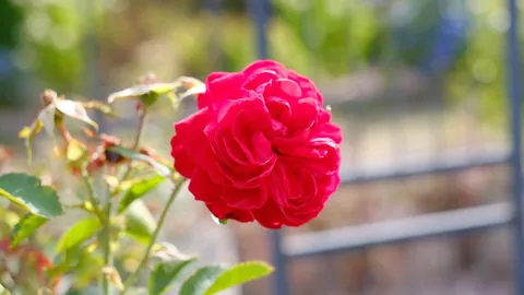 Love me a September stroll through the gardens