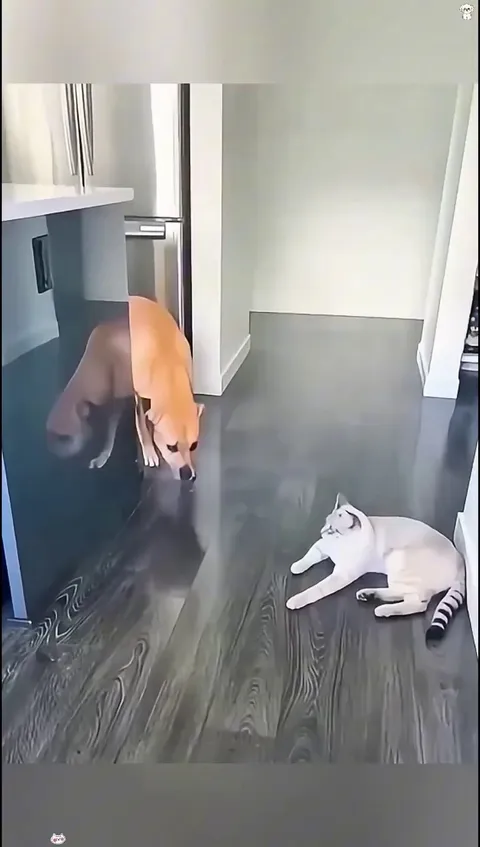 Dog had some experience with the cat