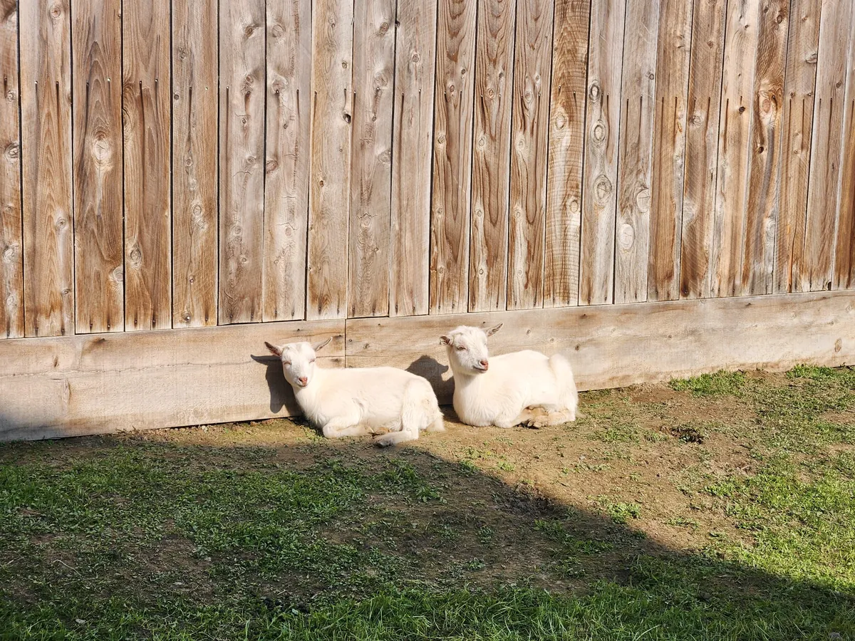 UPDATE: Stinging nettle everywhere! (I hired GOATS!)