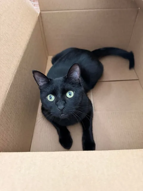 Foster Fail. Welcome home, Vinny!