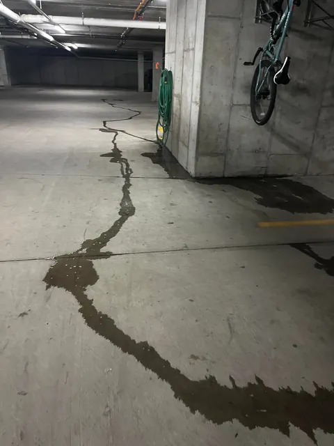 Found out why the basement stinks