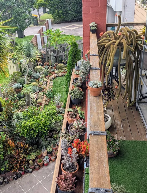 My balcony garden 