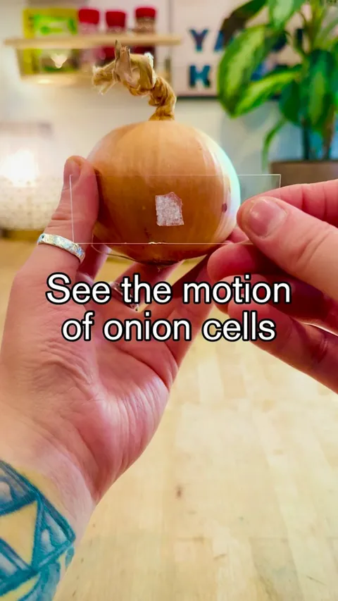 Onion Under Microscope: Inside The Layers