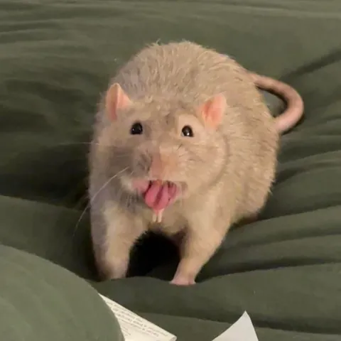 He tasted manflesh and now won't stop making this face :(