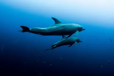 Underwater is just space with better lighting.