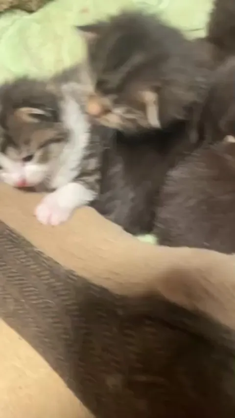 My mate is giving away 11 kittens for free and I’m very worried