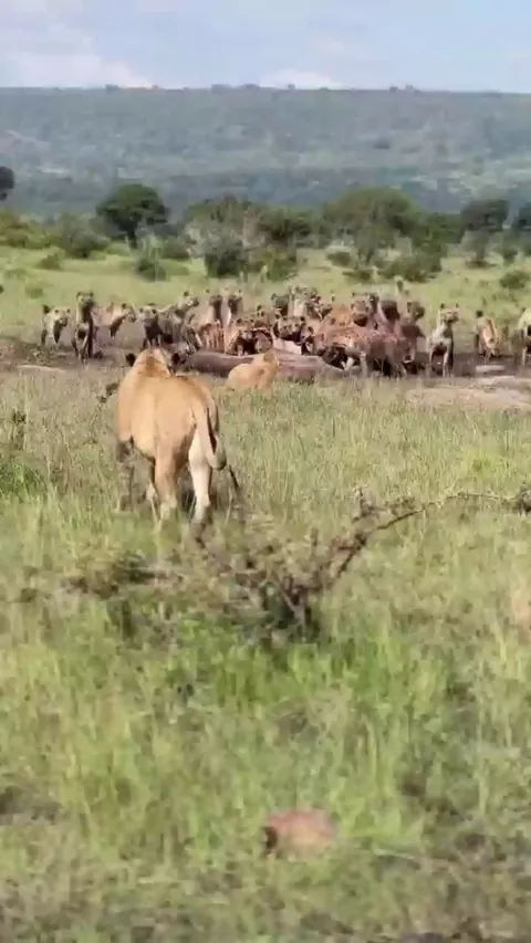 🔥 Large hyena clan steals lionesses' meal, eating right in front of the cats. At the mere sight of a large approaching male, they flee