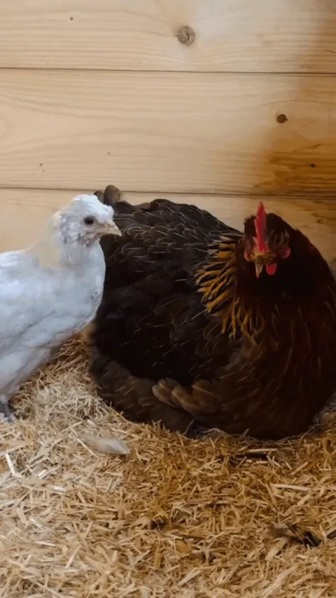 Not too big to sit under mom yet
