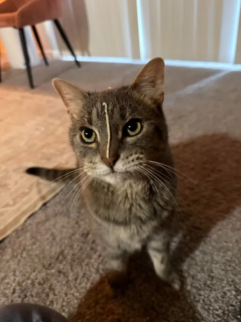 I accidentally shot Churu on his poor little face 😢